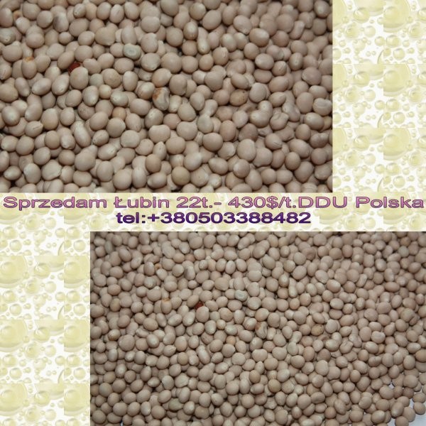 Sprzedam Łubin 22t.- 430$/t.DDU Polska