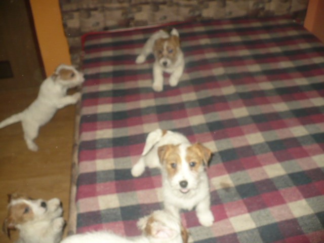 Jack Russell Terrier — zdjęcie 8
