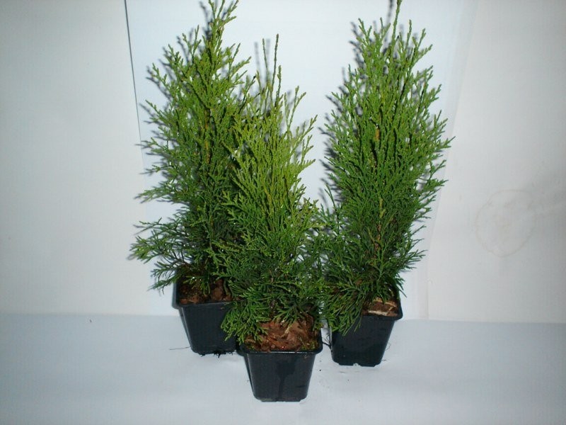 Tuja Thuja Smaragd Szmaragd  35-40 cm — zdjęcie 1