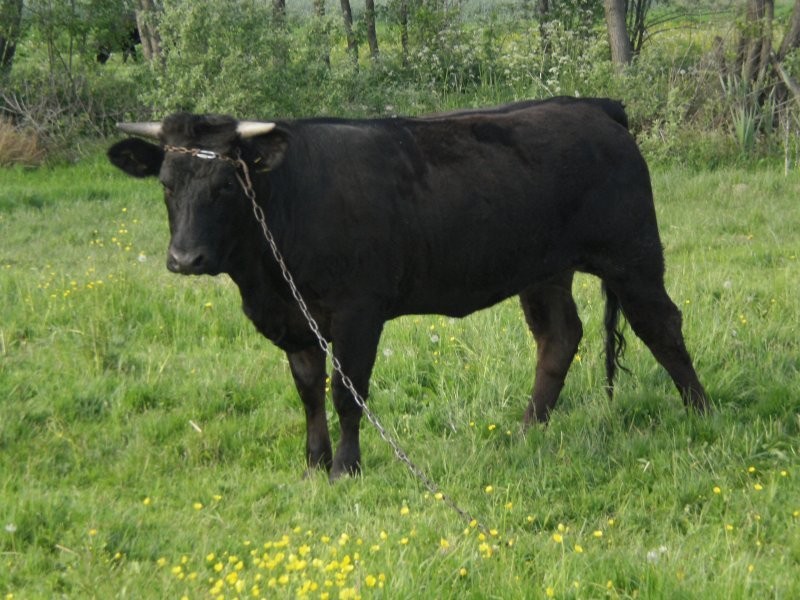 Sprzedam jałówkę rasy miesnej — zdjęcie 2