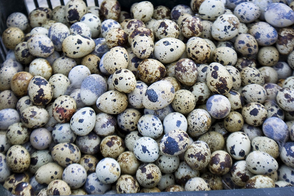 Jaja przepiórcze Omega3-6,jaja lęgowe,przepiórki. Najwyższa jakość!  — zdjęcie 1
