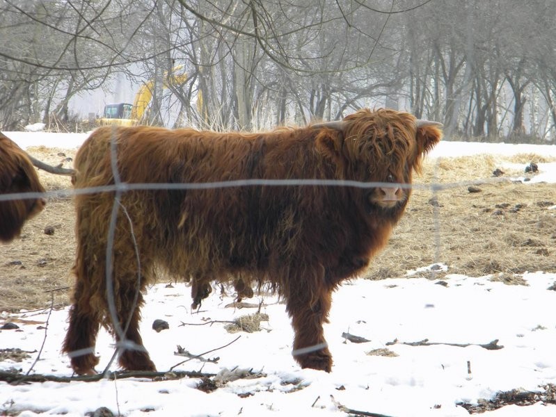 Highland Cattle - bydło szkockie górskie — zdjęcie 2