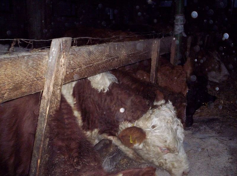 sprzedam 10 mięsnych byczków w wadze 250-300 kg — zdjęcie 2