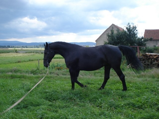 SPRZEDAM KLACZ SLĄSKĄ — zdjęcie 3
