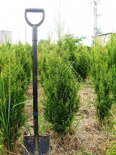 Żywotnik (thuja)- różne odmiany — zdjęcie 3