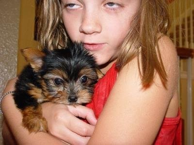 Teacup Yorkie szczenięta do przyjęcia