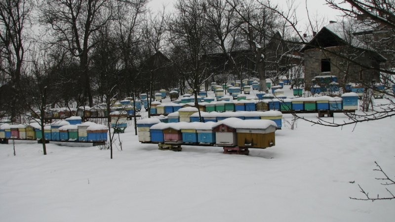 ODKŁADY PSZCZELE 2014 — zdjęcie 2
