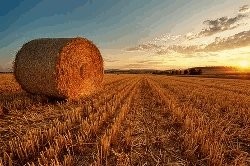 DS-Trans kupi pszenżyto