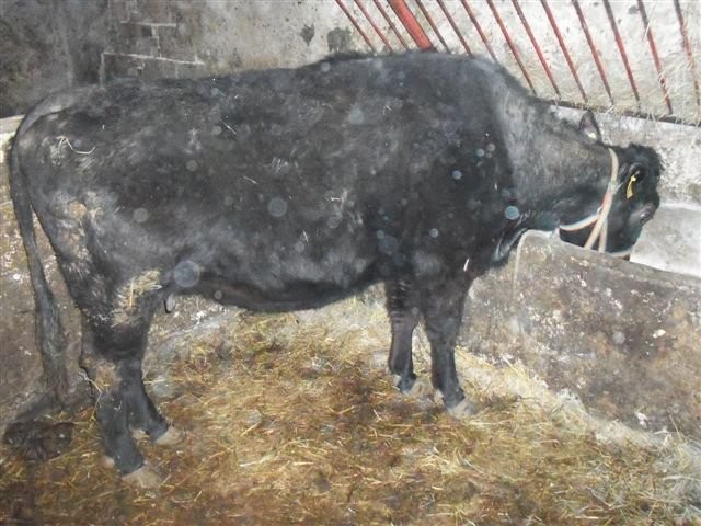 Krowa wysokocielna — zdjęcie 3