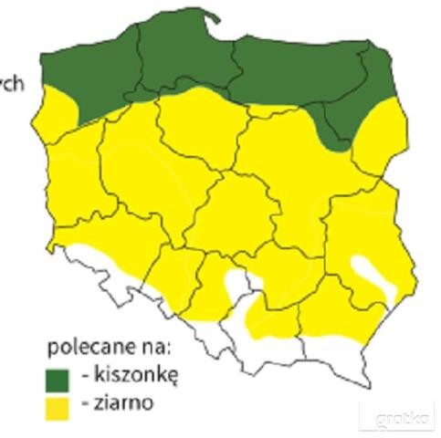 Kukurydza Pioneer PR39H32 nasiona 