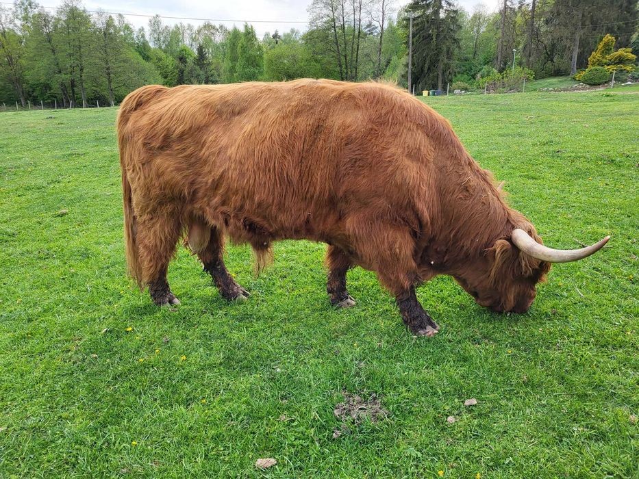 100% Rasowy buhaj byk rozpłodowy highland bydło szkockie wpis PZHiPBM — zdjęcie 5