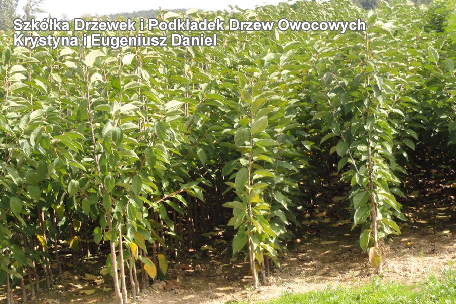 Drzewka Owocowe — zdjęcie 3
