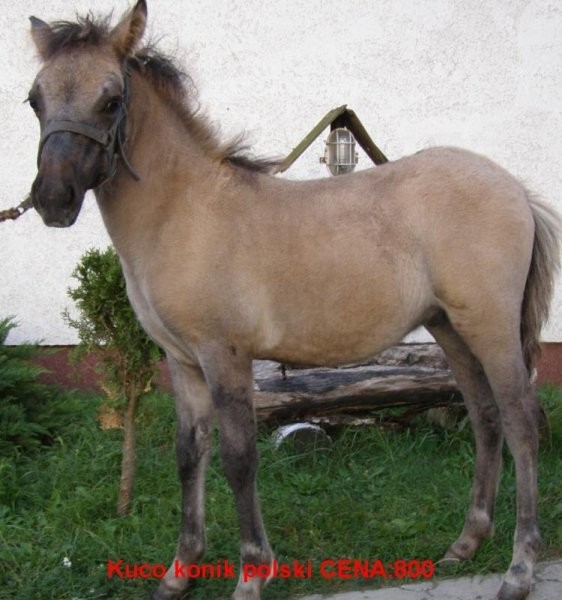 KONIK POLSKI 800zł OKAZJA — zdjęcie 1