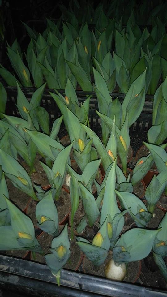 Producent sprzeda tulipany narcyze hiacynty - ceny hurtowe — zdjęcie 2