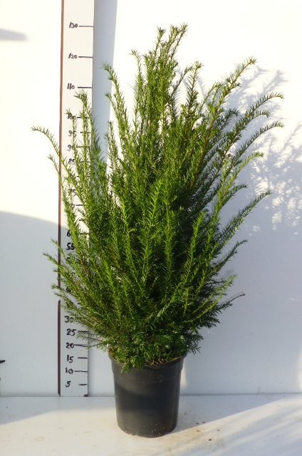 Cis Pospolity - Taxus Baccata — zdjęcie 1