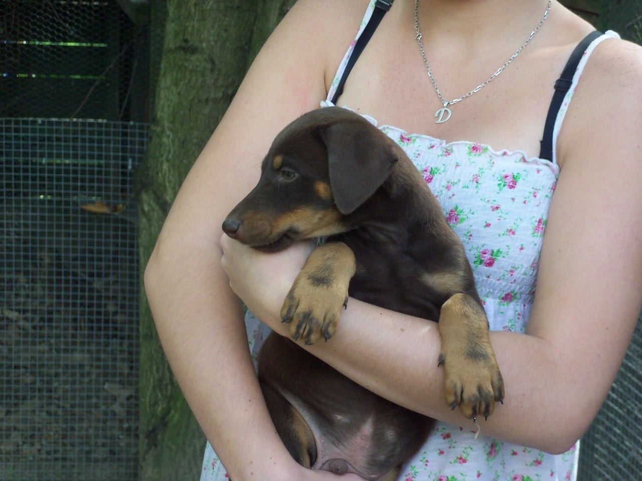 Brązowe 2 miesięczne dobermany ! — zdjęcie 1