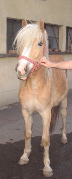 Haflingery — zdjęcie 2
