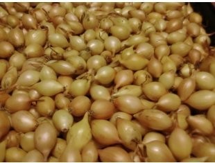 cebula