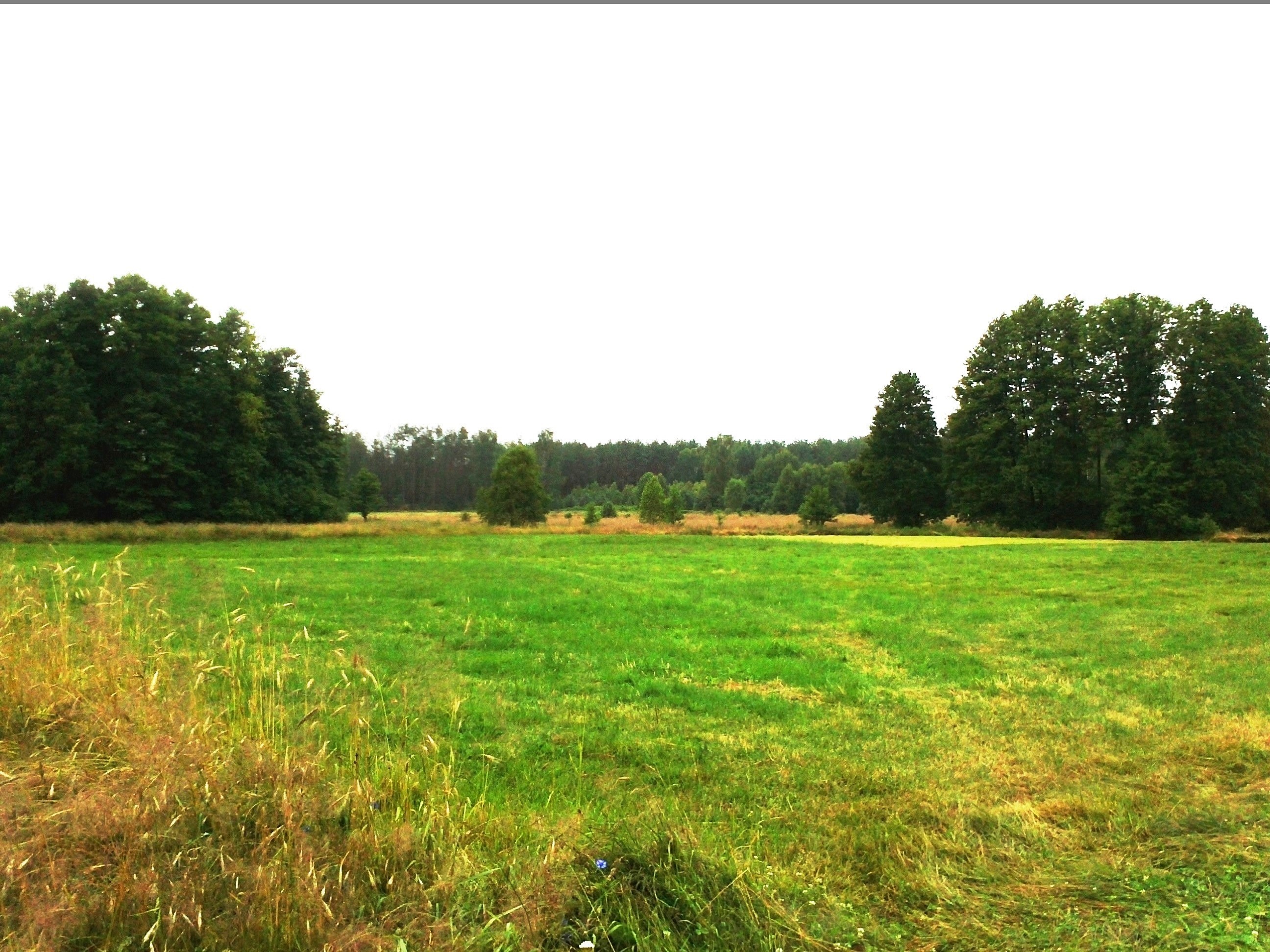 Pilnie : Siedlisko 3,17 ha Puszcza Stromiecka (ew. zamiana). — zdjęcie 3
