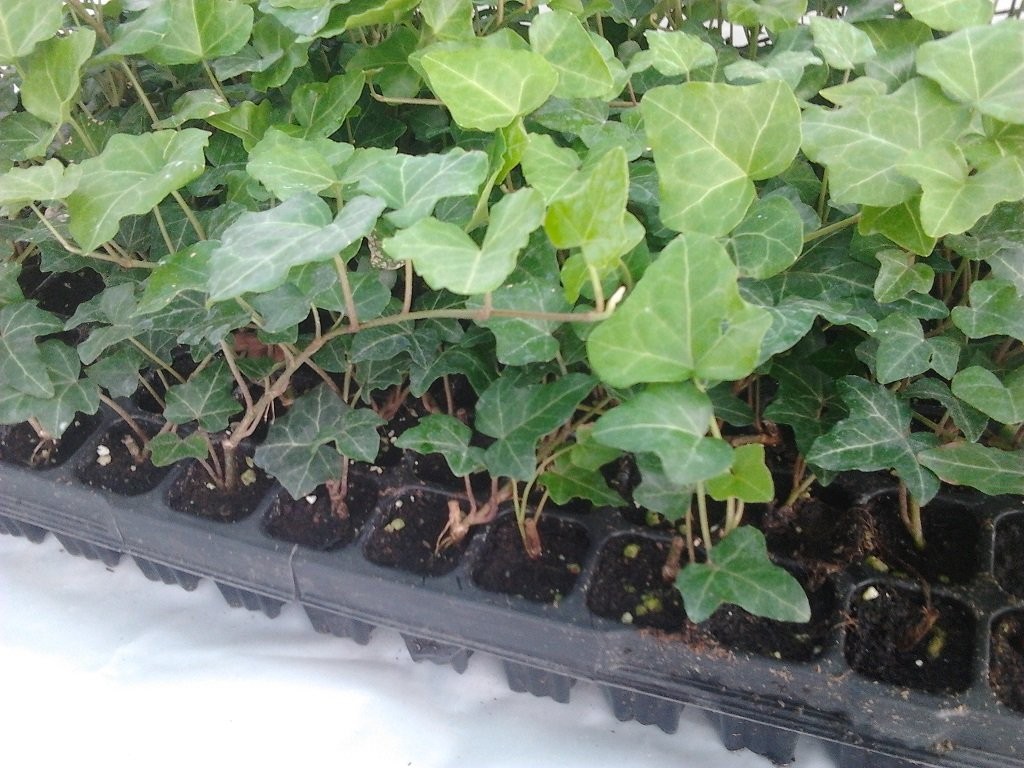 Bluszcz Sadzonki Multiplaty 0,60 zł/szt. — zdjęcie 1