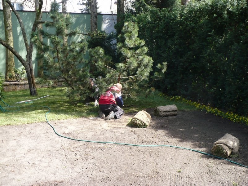 SCINKA DRZEW, KARCZOWANIE TERENU POD BUDOWE, — zdjęcie 3