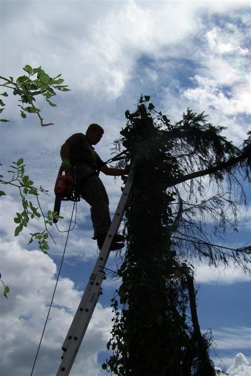 Wycinanie drzew, ścinanie, podnośnik- alpinista — zdjęcie 2