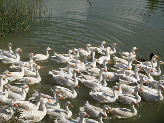 gęsi sprzedam