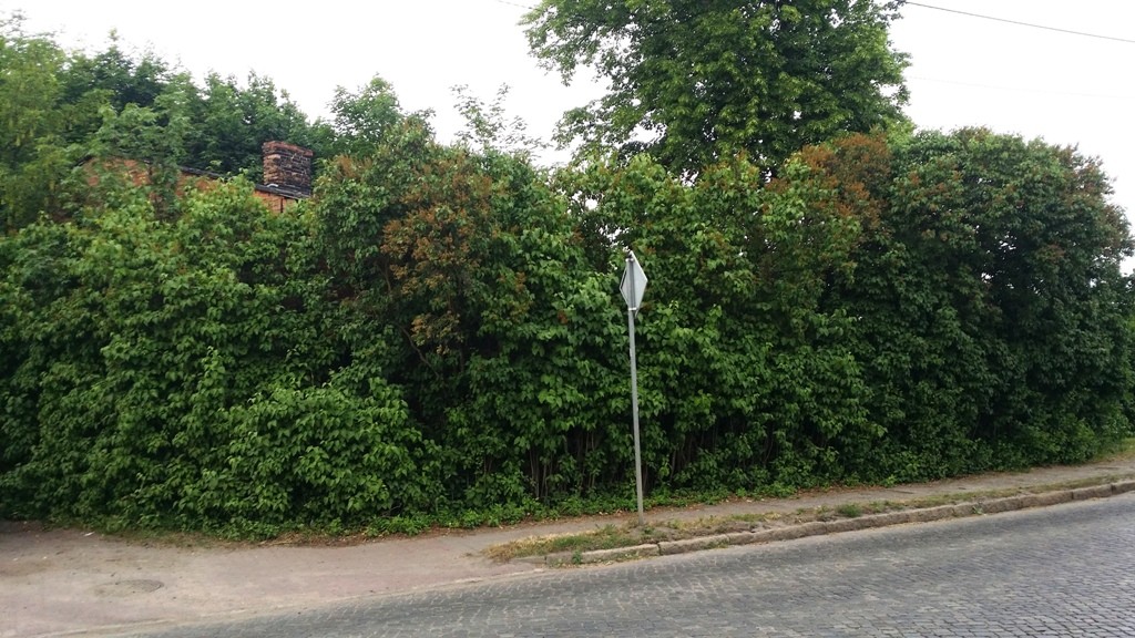 Działka ok. 28 ar w centrum, Stare Kurowo — zdjęcie 2