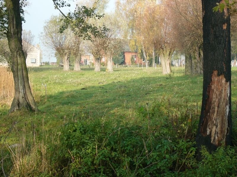 Sprzedam siedlisko, budynki,działkę, staw — zdjęcie 4