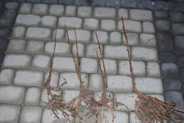 Sadzonka porzeczki czarnej Tisel