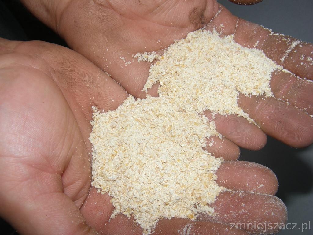 Kukurydza w rekawie (śrutowana) - sprzedam — zdjęcie 2