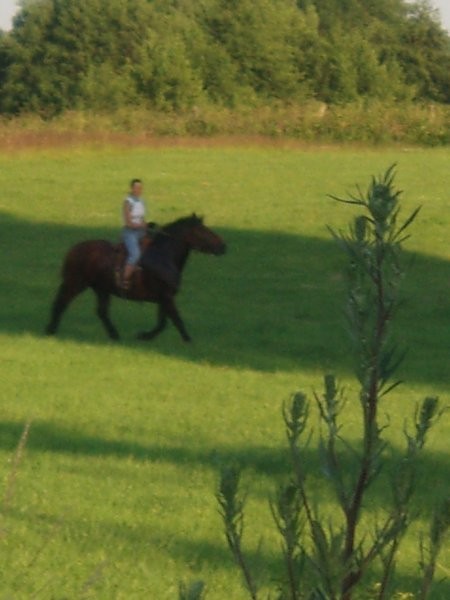 Sprzedam 2 klacze — zdjęcie 2