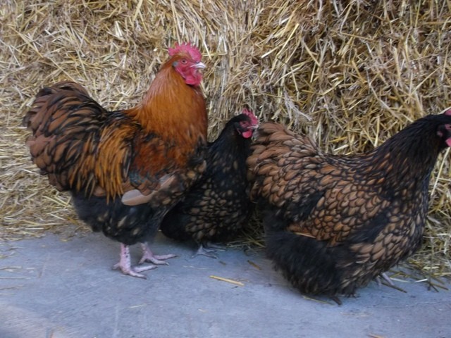 Orpington orpingtony kurczaki jajka jaja drób kura  — zdjęcie 3