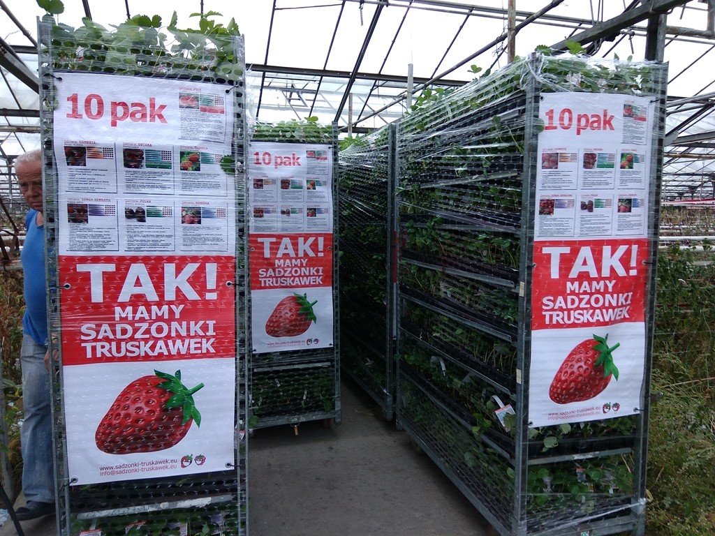 TRUSKAWKI SADZONKI SPRZEDAM — zdjęcie 2