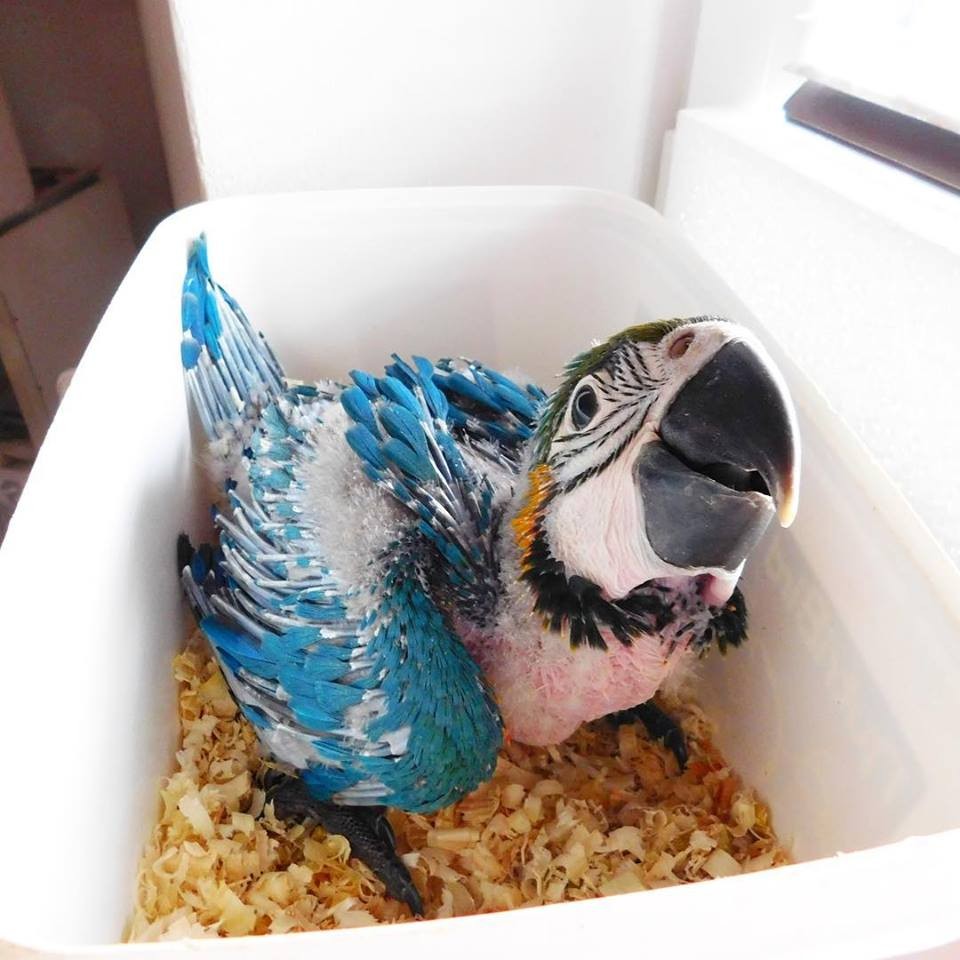 Available Fertile Parrots Eggs And Parrots  — zdjęcie 2