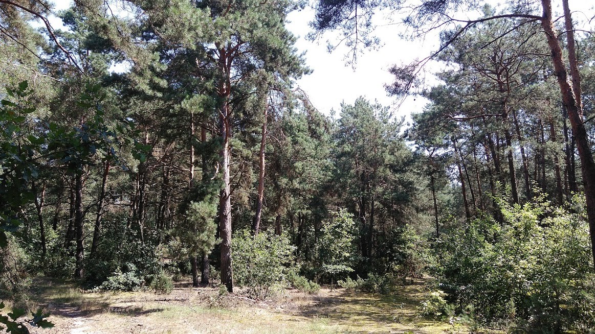 Sprzedam działki leśne 1,79ha, 1,72ha, 1,69ha — zdjęcie 3