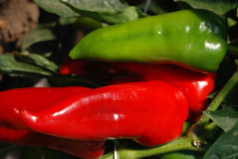 papryka przemysł czerwona i żólta import Węgry — zdjęcie 3