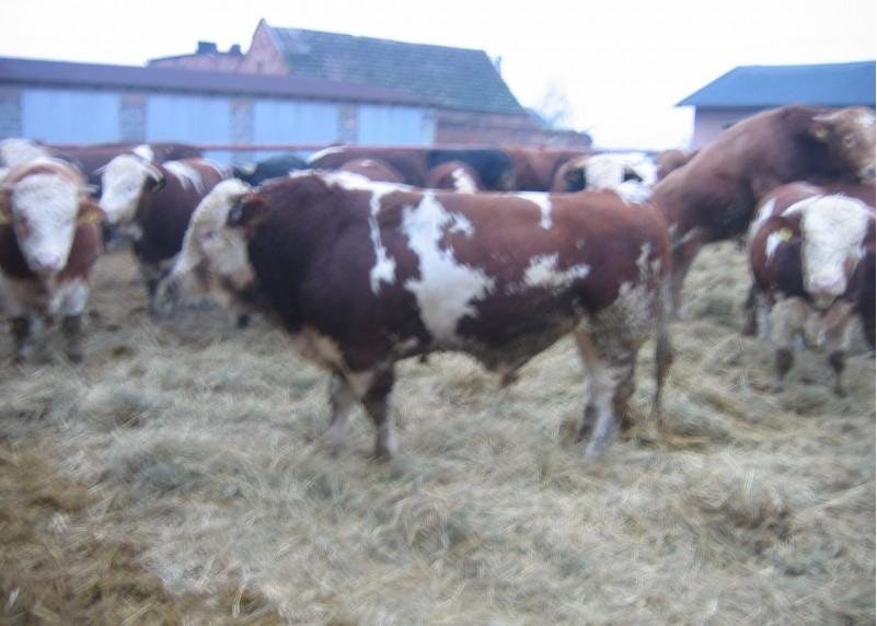 Sprzedam 50 Byków Mięsnych — zdjęcie 2