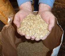 Heu, Futtergras, pellet — zdjęcie 5