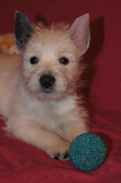 West highland white terrier z hodowli Geslander — zdjęcie 5
