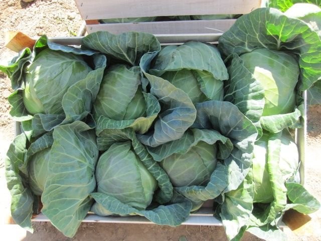 Kapusta młoda, Macedonia, cena z dostawą, 0.56 EUR — zdjęcie 3