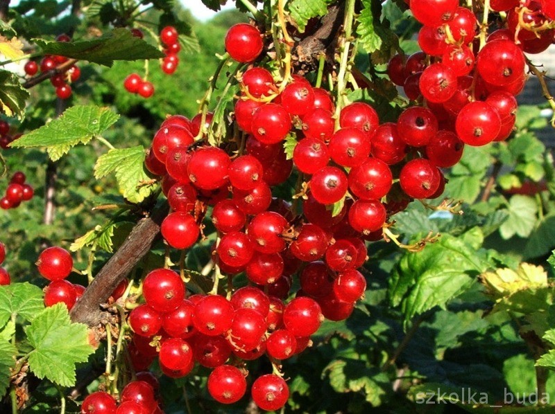 Grusze Morele Pigwa Krzewy Owocowe od PRODUCENTA HURT DETAL — zdjęcie 3