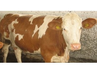 HODOWLA BYDŁA MIĘSNEGO — zdjęcie 2
