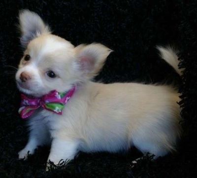 chihuahua szczenięta dostępne — zdjęcie 2