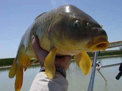 KARP ŻYWY