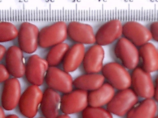 fasola czerwona RED KIDNEY