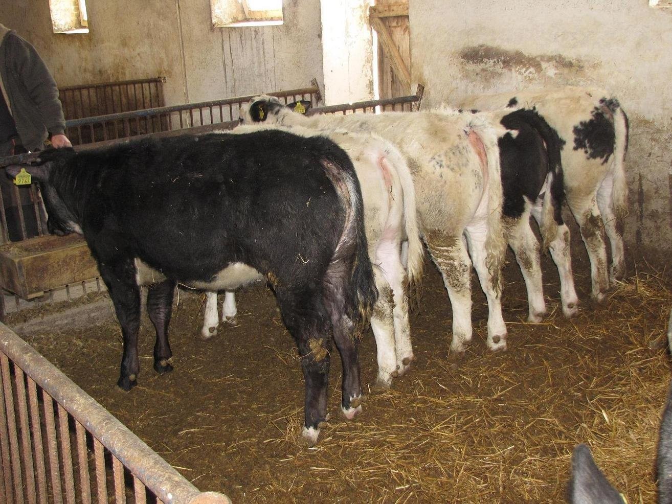 Byczki oraz Jałówki Belgian Blue i Simentaler — zdjęcie 3