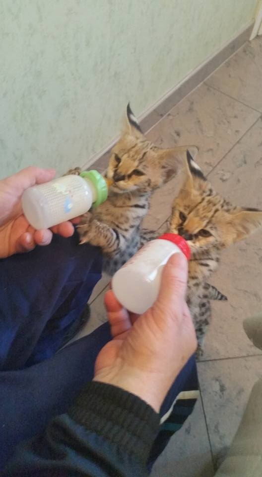 Dostępne są koty Serval i Savannah, Caracal i Ocelot. — zdjęcie 2