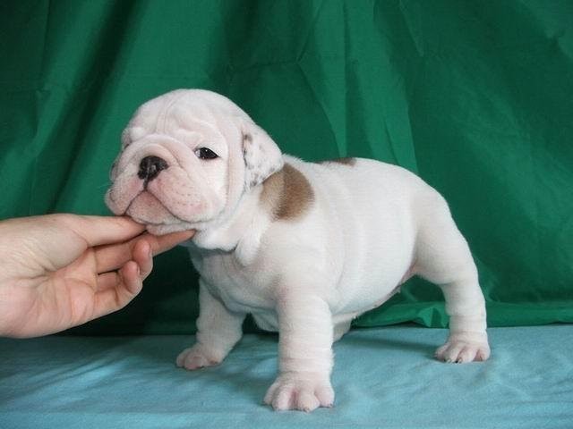 wybitny angielski bulldog szczenięta do przyjęcia