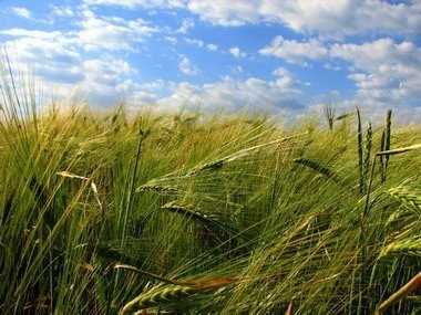 Kupię jęczmień z podkarpackiego